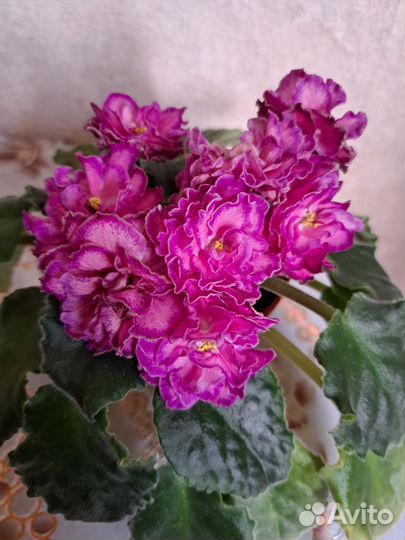 Фиалки,коллекционные