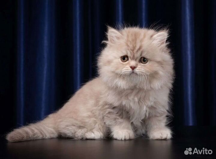 Шотландская кошечка