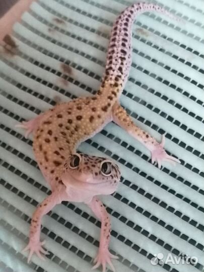 Ящерица эублефар