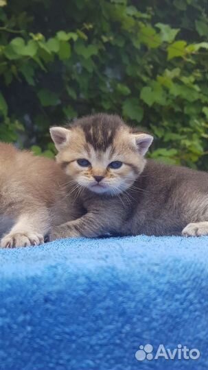 Золотые британцы