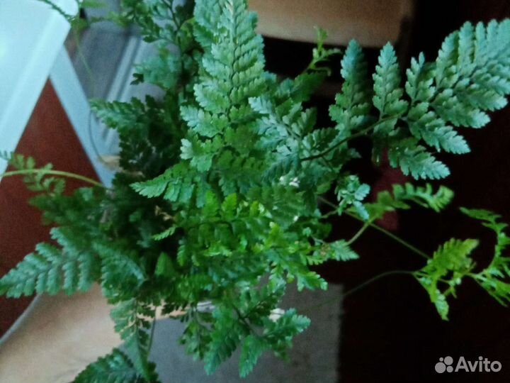 Хумата Тайрмени (Давалия)