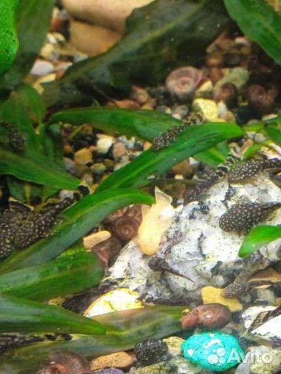 Аквариумные рыбки, Анциструс, растения