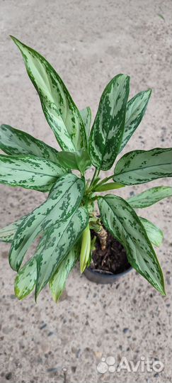 Домашние цветы