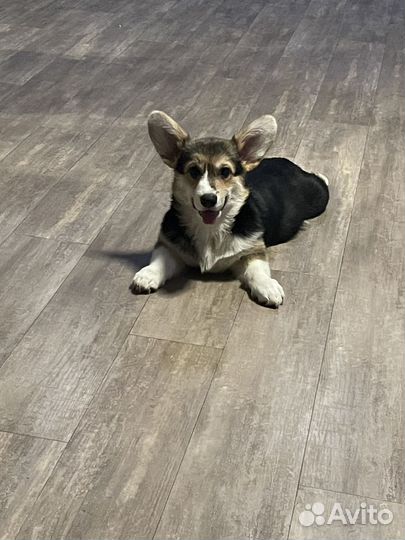 Щенки корги