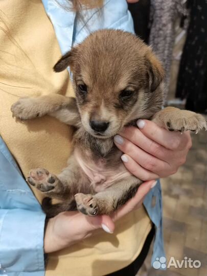 Собака Щенок