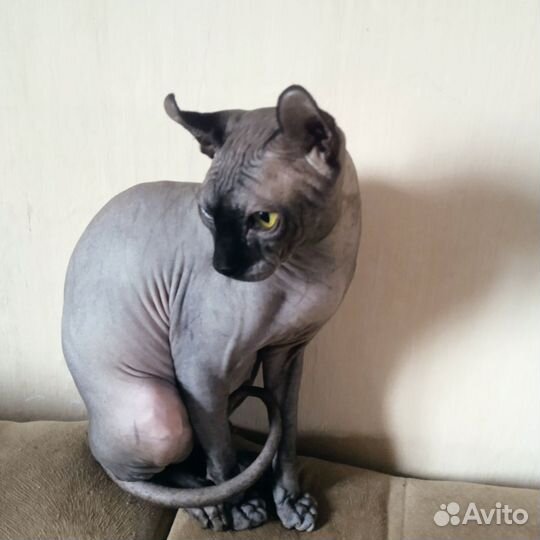 Сфинкс эльф вязка