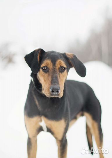 Собака в добрые руки. Винс в поисках дома