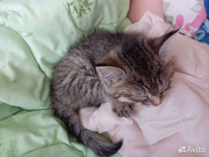 Котенок девочка в добрые руки