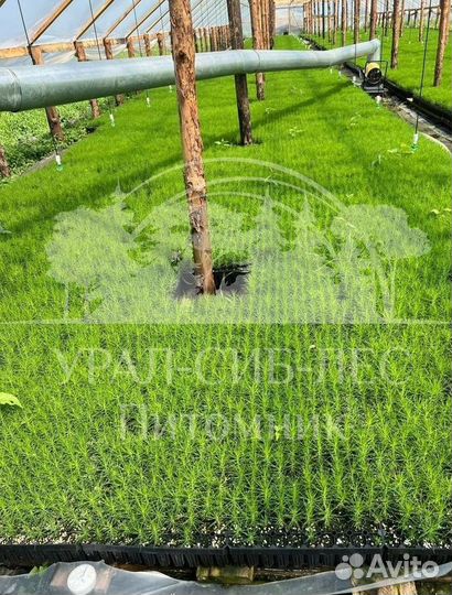 Лиственница Сибирская зкс сеянцы