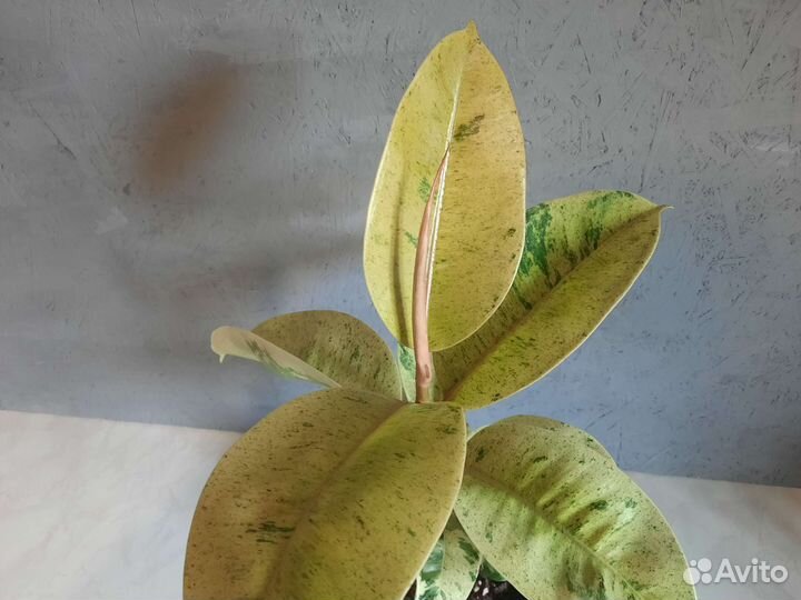 Фикус шривериана муншайн