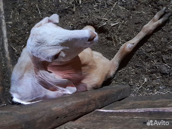 Баран и коз