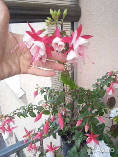 Комнатные растения,Сингониумы