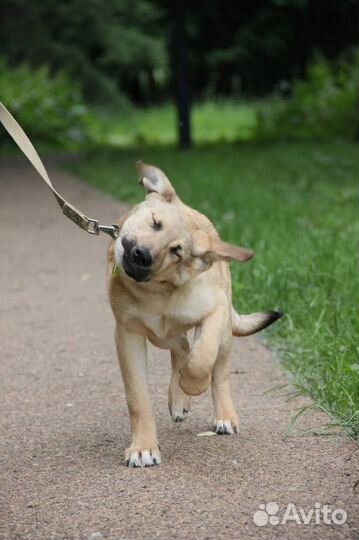 Щенок в добрые руки бесплатно