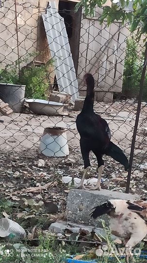 Бойцовский петух