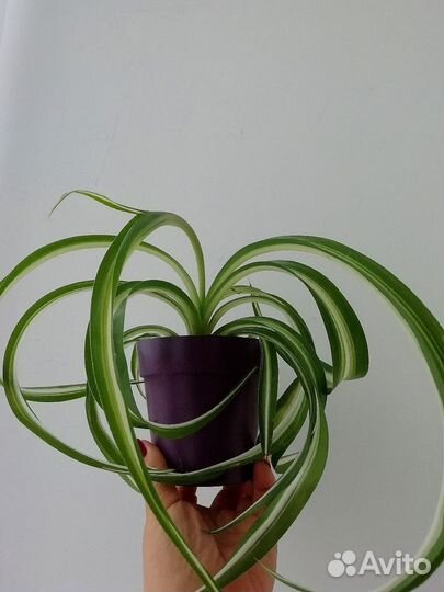 Хлорофитум 