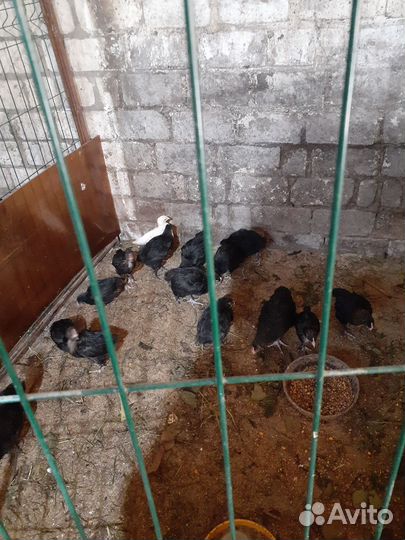 Циплята марана, петушки