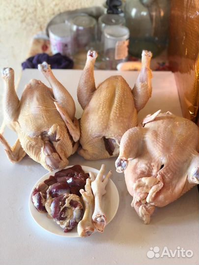 Мясо курицы