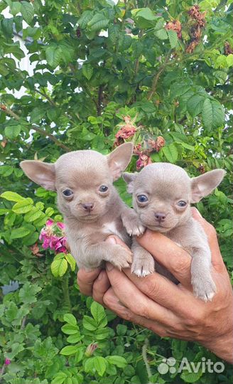 Лиловые мальчики Чихуахуа