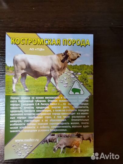 Искусственное осеменение коров