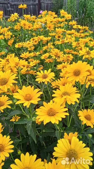 Гелиопсис подсолнечниковидный