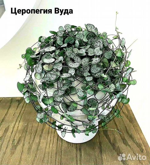 Церопегия вуда