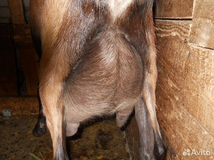 Козы дойные, козлы, козлики, козлята