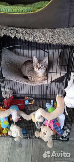 Chausie
