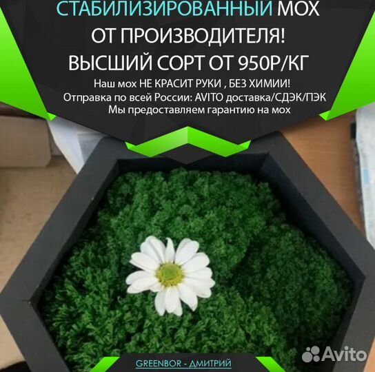 Сочный стабилизированный мох для кашпо