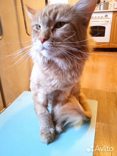 Мейн-кун девочка