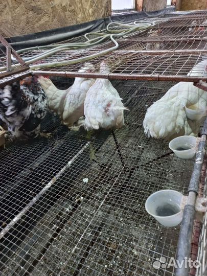 Куры бентамки