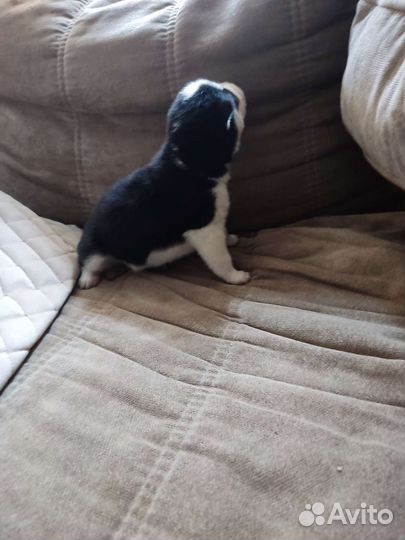 Щенки хаски