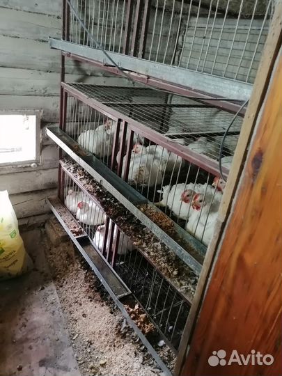 Клетки для броллеров