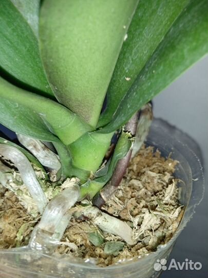 Орхидея Ароматная Сладкая девочка. Цветёт. 2.5