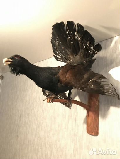 Чучело глухаря (имитация)