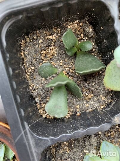 Адромискус Купера