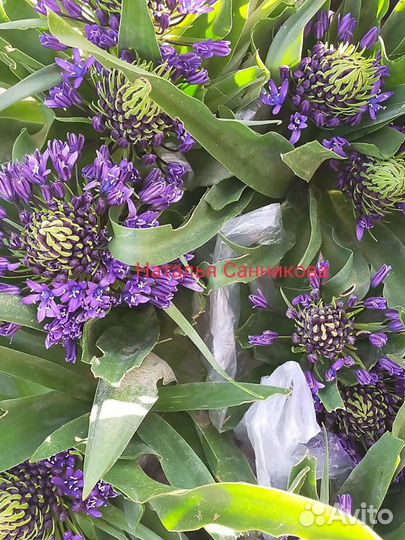 Луки декоративные (алиум) агапантус (африканская л