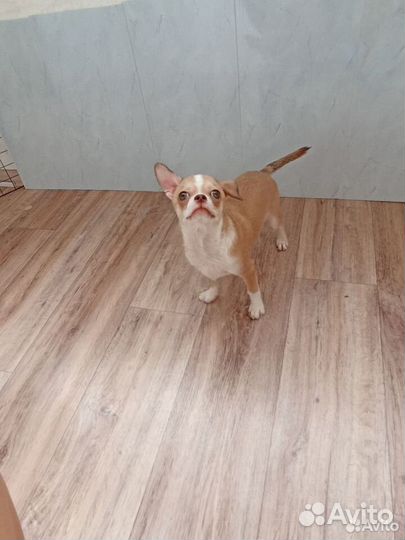 Щенки чихуахуа