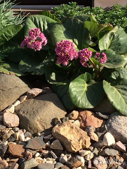 Цветы для сада (многолетники)