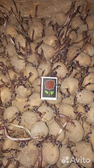 Картофель семенной