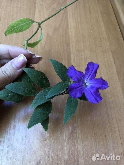 Комнатные цветы