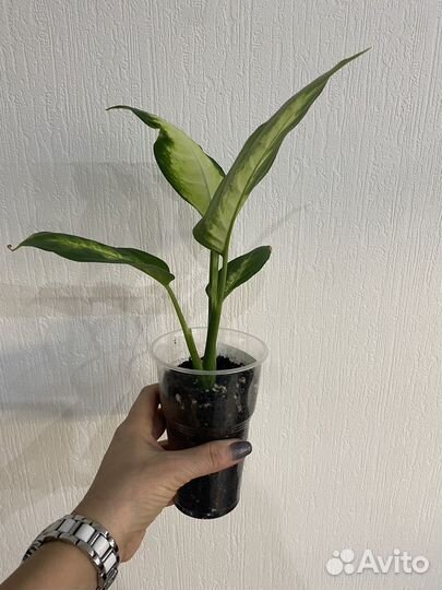 Диффенбахия саммер стайл