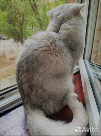 Вязка кот британец