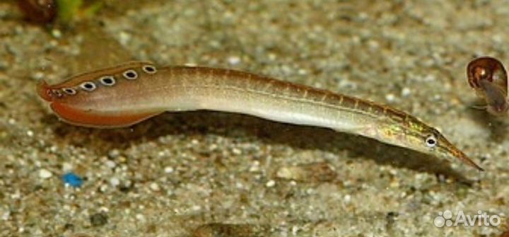 Аквариумные растения, рыбки,корм