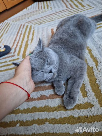 Кошки в добрые руки