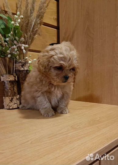 Мальтипу мини