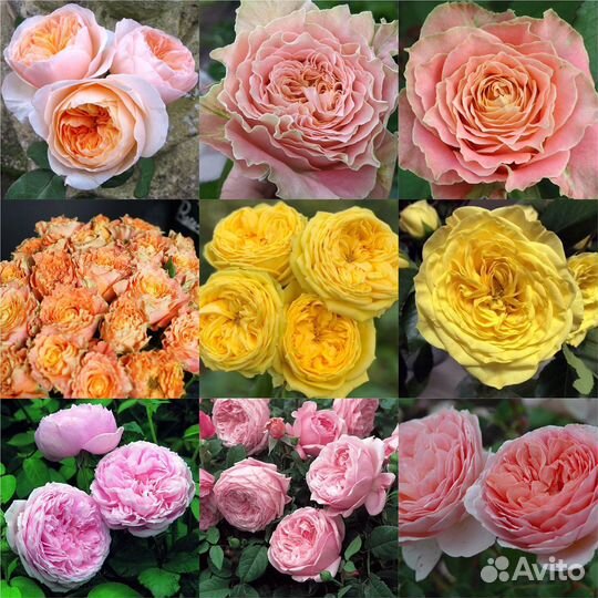 Кустовые розы на посадку