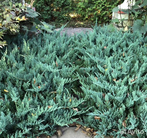 Можжевельник горизонтальный 