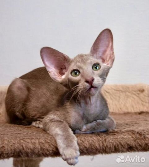 Ориентальная