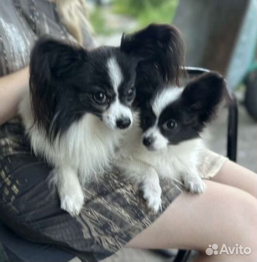 Щенки папийона