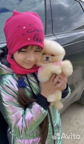 Кремовые шпицы померанцы медвежата